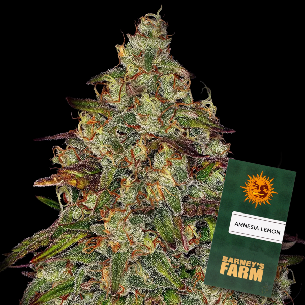 Barney´s Farm - Amnesia Lemon