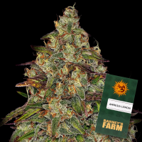 Barney´s Farm - Amnesia Lemon
