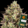 Barney´s Farm - Apple Fritter