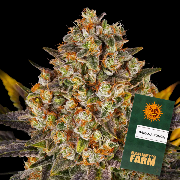 Barney´s Farm - Banana Punch