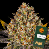 Barney´s Farm - Banana Punch