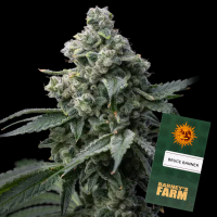 Barney´s Farm - Bruce Banner