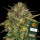 Barneys´s Farm - Cheese