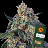 Barney´s Farm - Cookies Kush