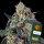 Barney´s Farm - Cookies Kush