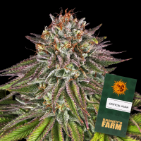Barney´s Farm - Critical Kush