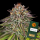 Barney´s Farm - Critical Kush