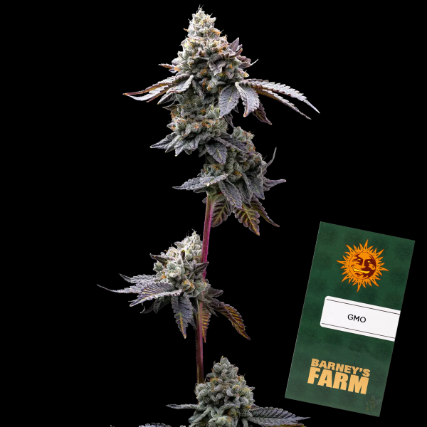 Barney´s Farm - GMO