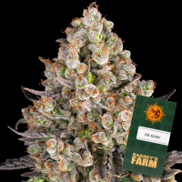 Barney´s Farm - OG Kush