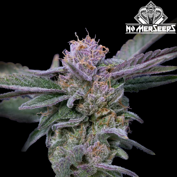 No-MerSeeds - Sour Frutas