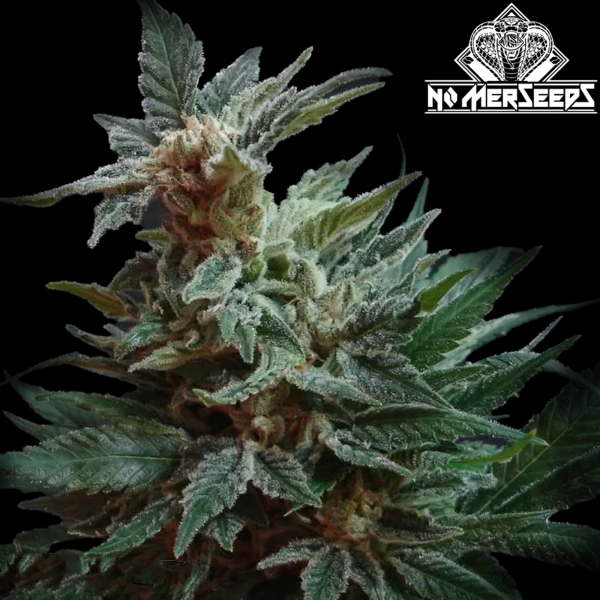 No-MerSeeds - Sticky Papaya