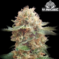 No-MerSeeds - Mexican Gushers