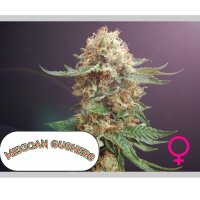 No-MerSeeds - Mexican Gushers