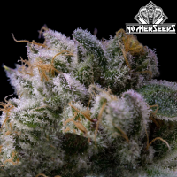 No-MerSeeds - PMO