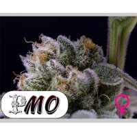 No-MerSeeds - PMO