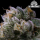 No-MerSeeds - PMO