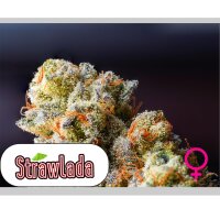 No-MerSeeds - Strawlada