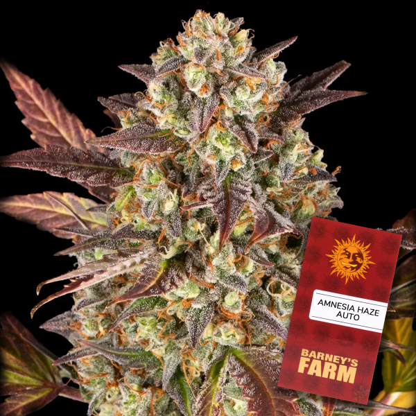 Barney´s Farm - Amnesia Haze Auto