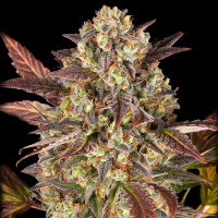 Barney´s Farm - Amnesia Haze Auto
