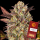 Barney´s Farm - Amnesia Haze Auto