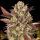 Barney´s Farm - Amnesia Haze Auto