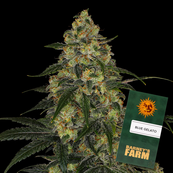 Barneys Farm - Blue Gelato 41