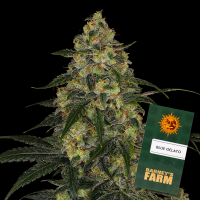 Barneys Farm - Blue Gelato 41