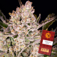 Barneys´s Farm - Gorilla Zkittlez Auto