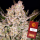 Barneys´s Farm - Gorilla Zkittlez Auto
