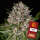 Barney´s Farm - Lemon Haze Auto