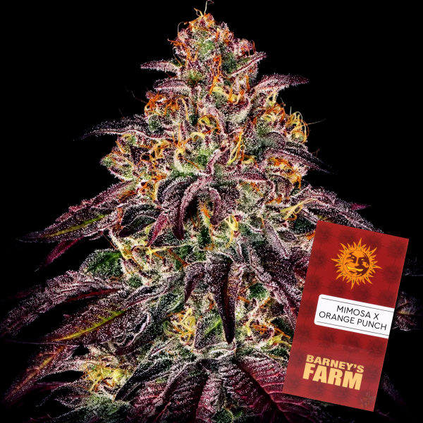 Barney´s Farm - Mimosa x Orange Punch Auto