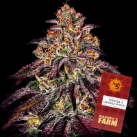Barney´s Farm - Mimosa x Orange Punch Auto