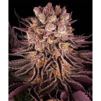 Barney´s Farm - Mimosa x Orange Punch Auto