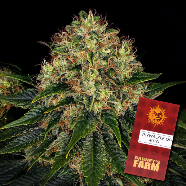 Barney´s Farm - Skywalker OG Auto - 3 Samen