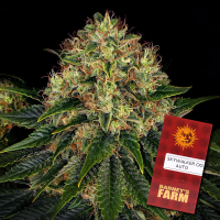 Barney´s Farm - Skywalker OG Auto - 3 Samen