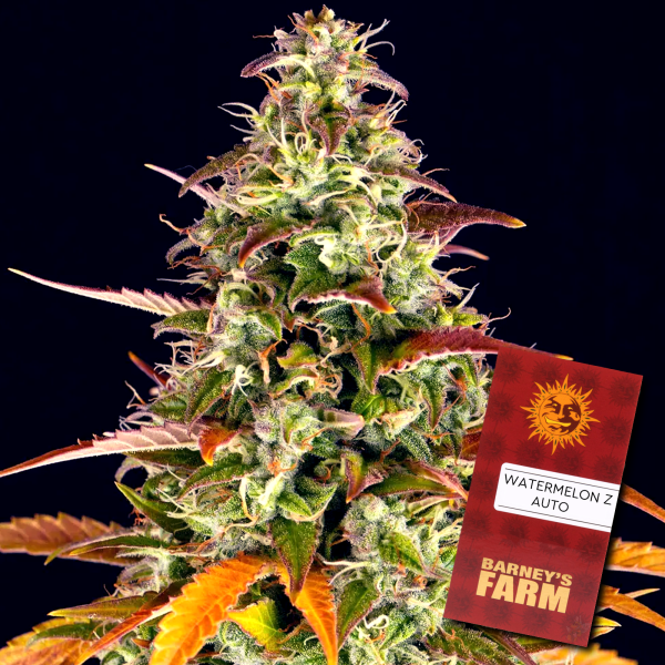 Barney´s Farm - Watermelon Zkittlez Auto