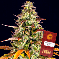 Barney´s Farm - Watermelon Zkittlez Auto