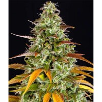 Barney´s Farm - Watermelon Zkittlez Auto