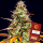 Barney´s Farm - Watermelon Zkittlez Auto
