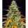 Barney´s Farm - Watermelon Zkittlez Auto