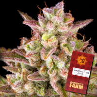Barney´s Farm - Wedding Cake Auto