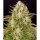 Barney´s Farm - Wedding Cake Auto