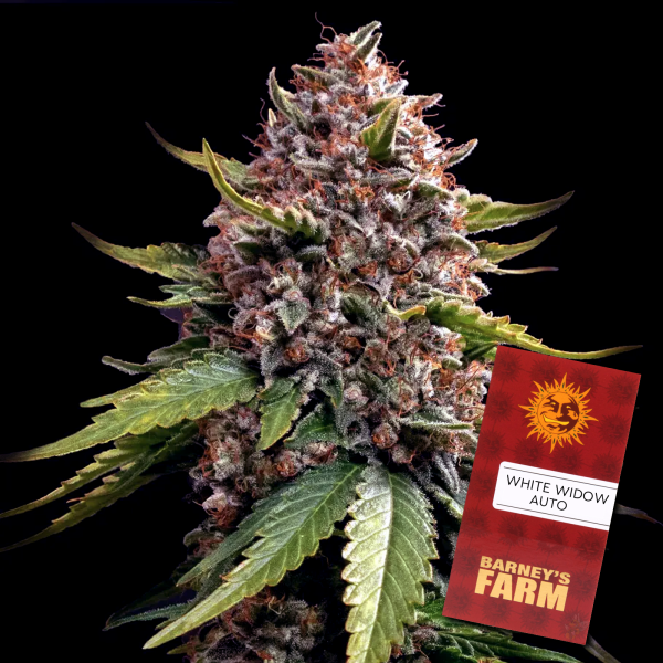 Barney´s Farm - White Widow XXL Auto