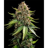 Barney´s Farm - White Widow XXL Auto
