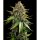 Barney´s Farm - White Widow XXL Auto