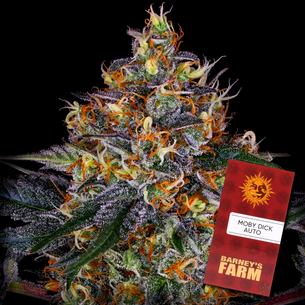 Barney´s Farm - Moby Dick Auto