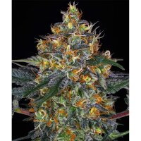 Barney´s Farm - Moby Dick Auto