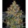 Barney´s Farm - Moby Dick Auto