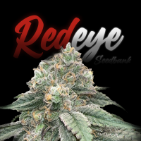 RedEyes - Gelato33 1 Samen