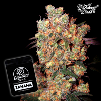 J.D. Genetics -  Zanana - 10 Seeds